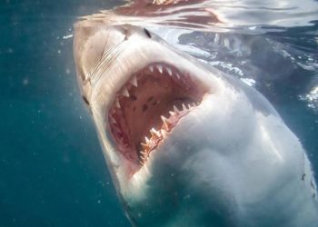 В Египте акула напала на женщину