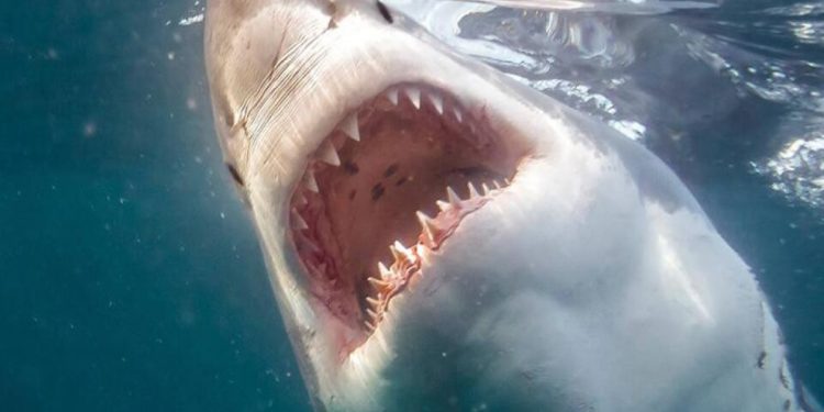 В Египте акула напала на женщину