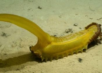 На дне Тихого океана нашли 39 новых видов животных