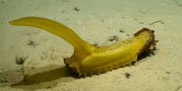 На дне Тихого океана нашли 39 новых видов животных