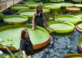 Ученые нашли самую большую в мире кувшинку