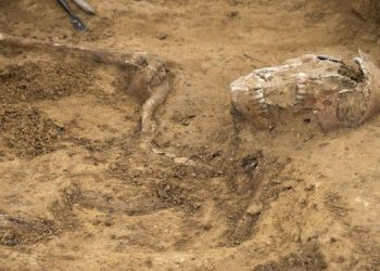 Археологи нашли редкие останки на поле битвы