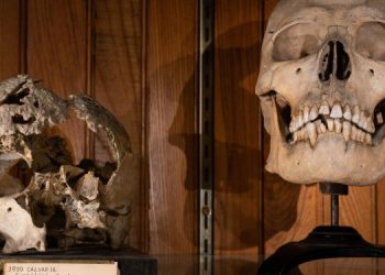 Что происходит с зубами после смерти человека