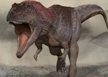 Почему у больших хищных динозавров были маленькие передние лапы