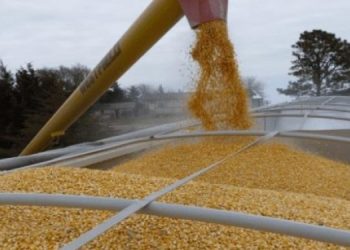 Из Украины по коридору могут вывезти 25 млн тонн зерна