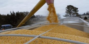 Из Украины по коридору могут вывезти 25 млн тонн зерна