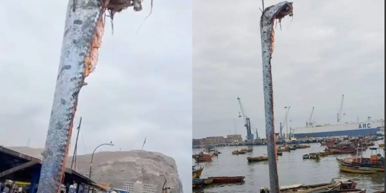 В Чили рыбаки выловили гигантскую сельдь