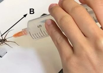 “Оживили” трупы пауков, чтобы сделать роботов