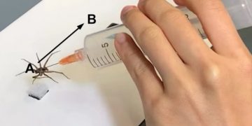 “Оживили” трупы пауков, чтобы сделать роботов