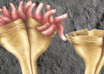 Первое на Земле животное-хищник