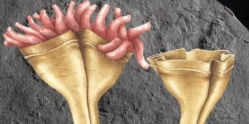 Первое на Земле животное-хищник