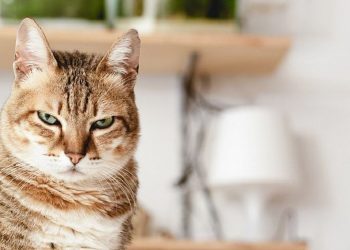 Кошки – инвазивный чужеродный вид