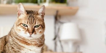 Кошки – инвазивный чужеродный вид