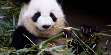 Эволюционная загадка, связанная с пандами