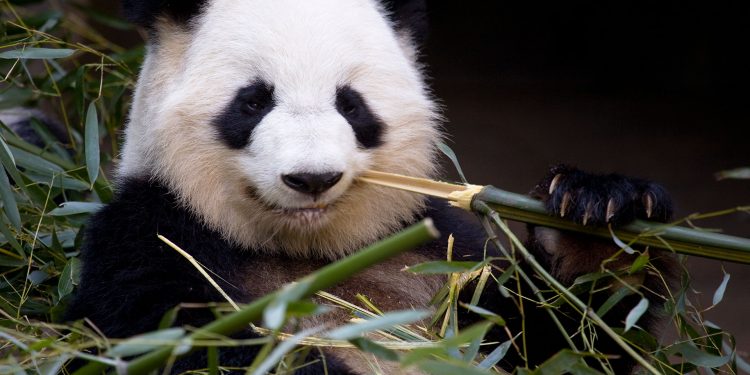 Эволюционная загадка, связанная с пандами