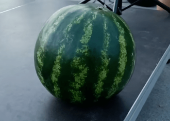 На аукционе продали херсонский арбуз за 2000 грн