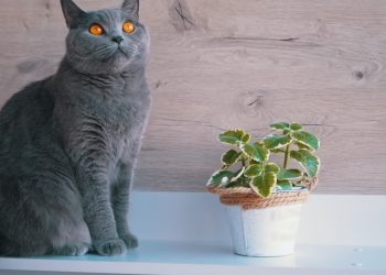 Как уберечь комнатные цветы от кошек