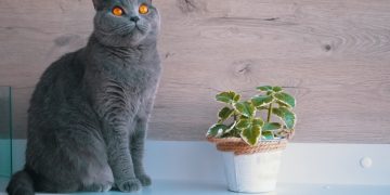 Как уберечь комнатные цветы от кошек