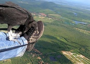 В Бразилии стервятник напал на парапланериста