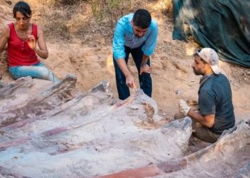 Португалец нашел останки огромного динозавра