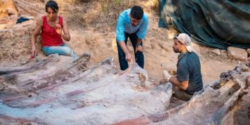 Португалец нашел останки огромного динозавра