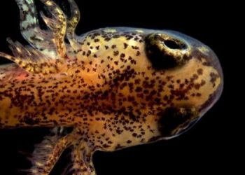 У некоторых земноводных исчезают легкие