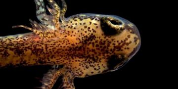 У некоторых земноводных исчезают легкие