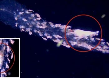 Дайвер обнаружил редкого прозрачного хищника