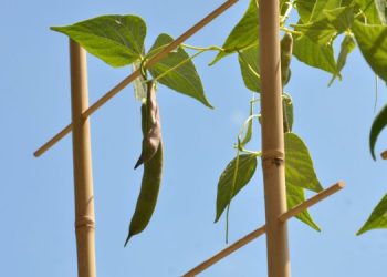 Растения способны думать и принимать решения