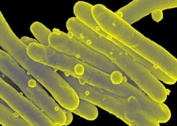 Найден способ борьбы с бактериями