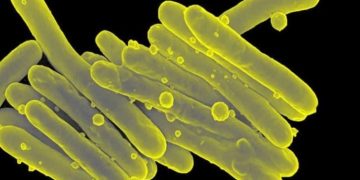 Найден способ борьбы с бактериями