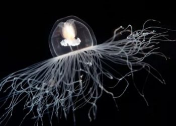 Животные, которые могут жить дольше всех на Земле