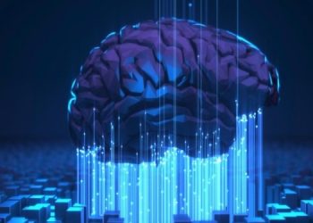 У каких животных самый большой мозг