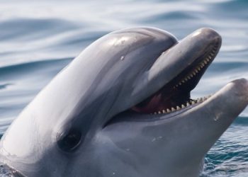 Дельфин-задира терроризирует отдыхающих