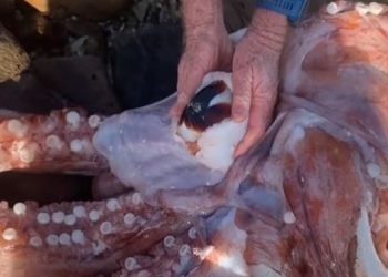 На берег выбросился кальмар с гигантским клювом