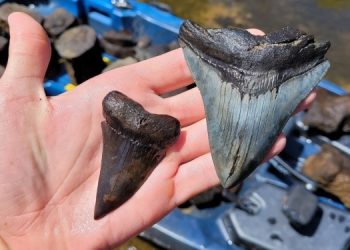 В США нашли гигантские зубы вымершей акулы