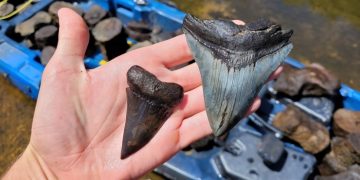 В США нашли гигантские зубы вымершей акулы