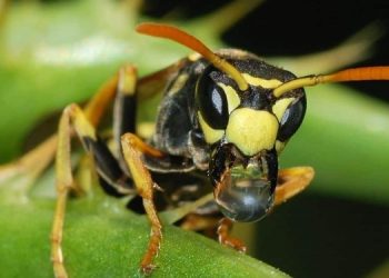 Жара вызвала нашествие ос-сладкоежек в Великобритании