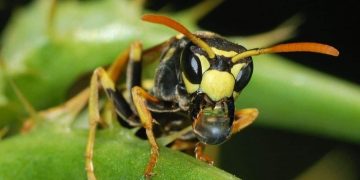 Жара вызвала нашествие ос-сладкоежек в Великобритании