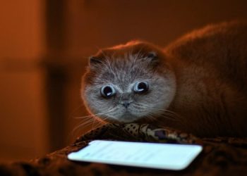 Google больше не будет отвечать на странные и глупые запросы