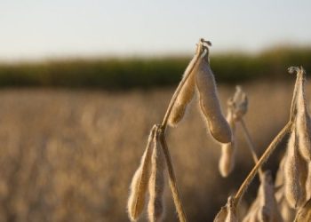 Ученые увеличили урожайность сои на 20%