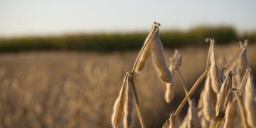 Ученые увеличили урожайность сои на 20%
