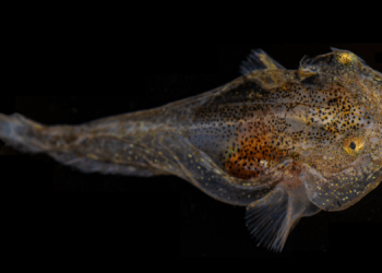 У берегов Гренландии обнаружили светящуюся рыбу