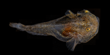 У берегов Гренландии обнаружили светящуюся рыбу