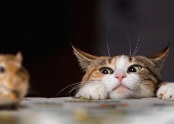 Почему кошки любят играться со своей “добычей”