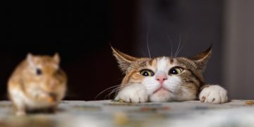 Почему кошки любят играться со своей “добычей”