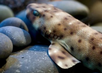 Сухопутные акулы могут два часа бродить по суше