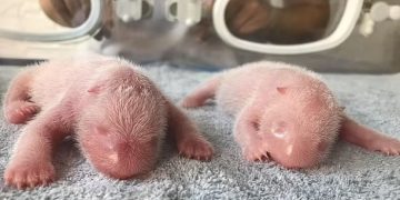 В Китае родились редкие гигантские панды-близнецы
