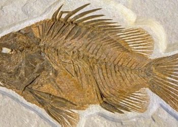 Как появляются окаменелости животных