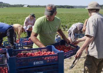 В Финляндии гниет 2 млн тонн клубники из-за войны